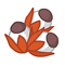 Image:Graines de guarana.gif