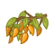 Image:Graines_de_griffonia.gif