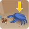 Fichier:Parier_sur_le_crabe_bleu_foncé.gif