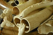 Ivory