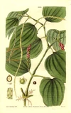 Herb.jpg