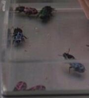 Spawn beetle