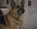 German shepherd.jpg