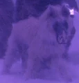 Jackal mastiff.jpg