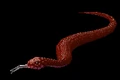 CrimsonSnake.png