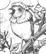 Chibb.jpg