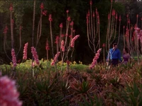 Betazed garden.jpg
