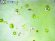 Cellattacked