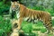 Panthera tigris tigris1