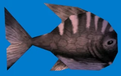 Blackfish