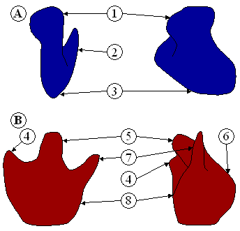 Ribosome subunits