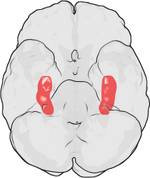 Hippocampus