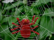 Elmospider
