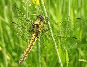 Orthetrum cancellatum1