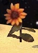 C12DSsunflower.jpg