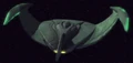 Bop22rom.jpg