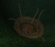 Dathsarlaac