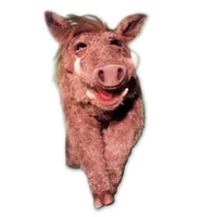 Warthog