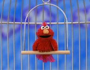 Elmopetbird