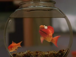 Elmopetfish