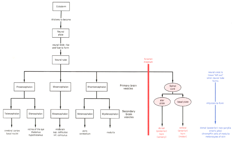 Development of nervous system