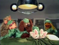 Vets.bunnies