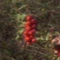 Harrid berries.jpg
