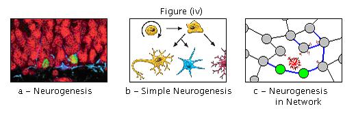 Brain repair figure iv