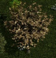 Y'gora tree
