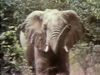 Elephant film.jpg