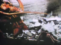 Lobstercrab.jpg