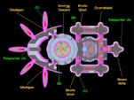 Gemini Map