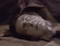 Datas head