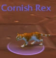 Cornish rex.jpg
