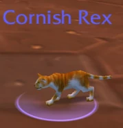 Cornish rex