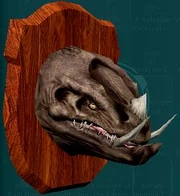 Katarnhuntingtrophy