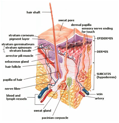 Skin Structure Anatomy