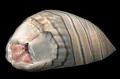Maggot.png