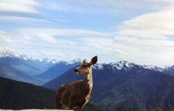 Deer and Olympic Mountains