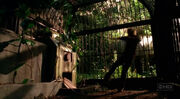 Sawyer's Cage