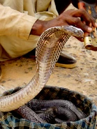 450px-Snake in basket