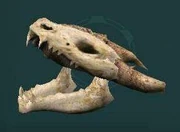 Polished krayt dragon skull