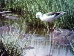 Film.Birdseat