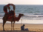 Karachi Beach Camel