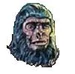 Gorilla head