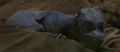 Baby Saphira.jpg