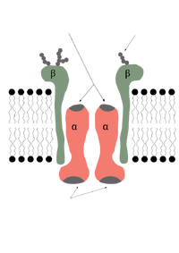 Sodium Pump