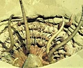 Grube Carkoon Sarlacc.jpg