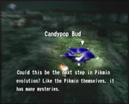 Reel5 Candypop Bud