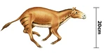 Eohippus